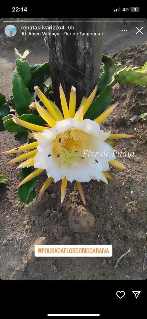 Pousada Flor Do Rio Caraíva Exterior foto